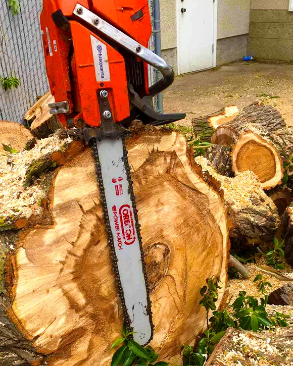 Arborist at work